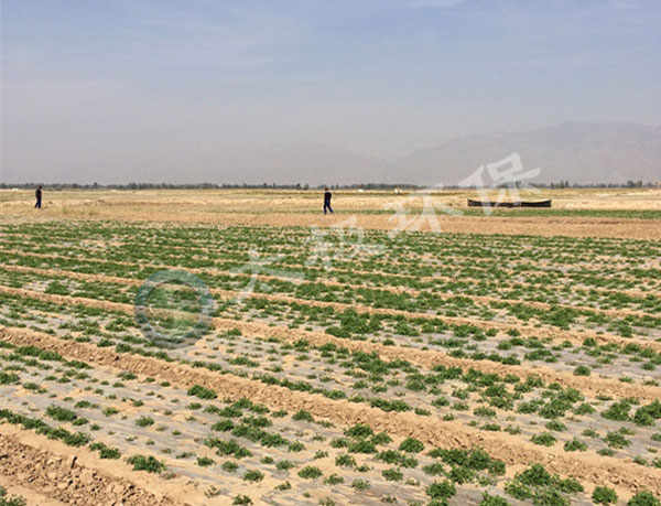 1466050095664884.jpg 加水印-改造后-1個(gè)月-2改造后的鹽堿沙荒地p.jpg